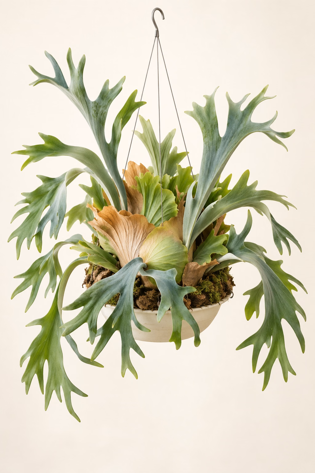 Staghorn Fern hanging basket plant