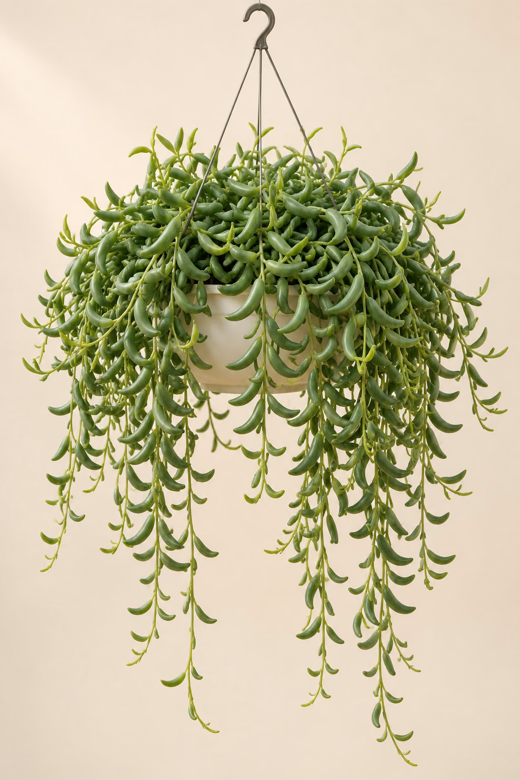 String of Bananas hanging basket plant