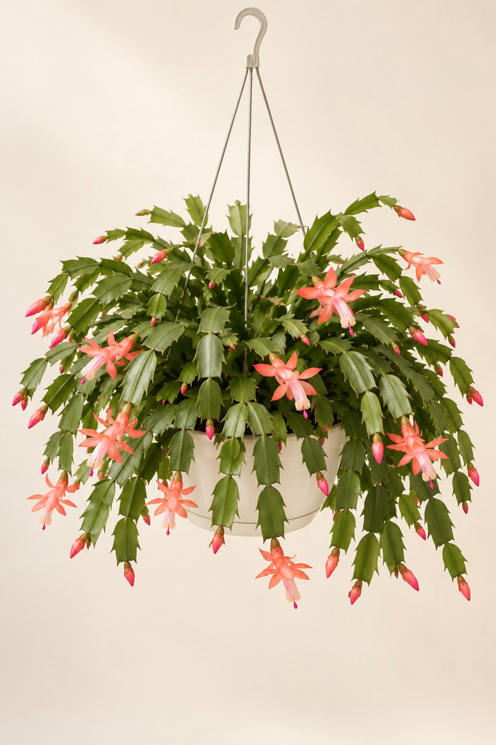 Thanksgiving Cactus hanging basket plant