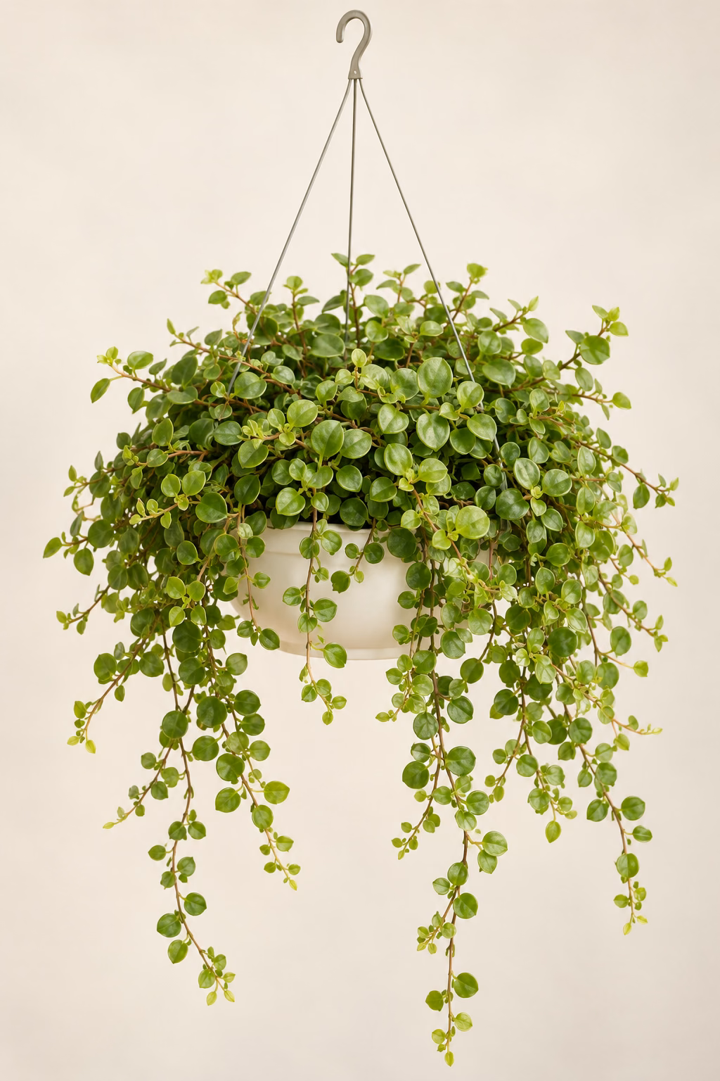 Trailing Jade Peperomia plant