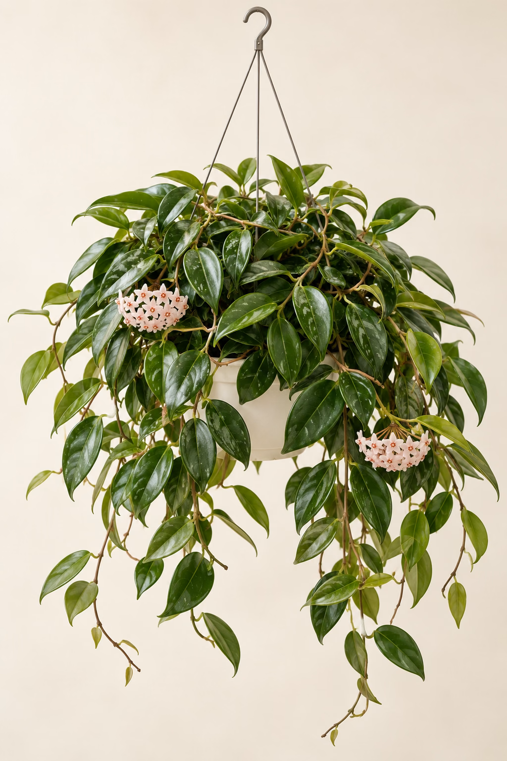 Wax Plant Hoya hanging basket plant