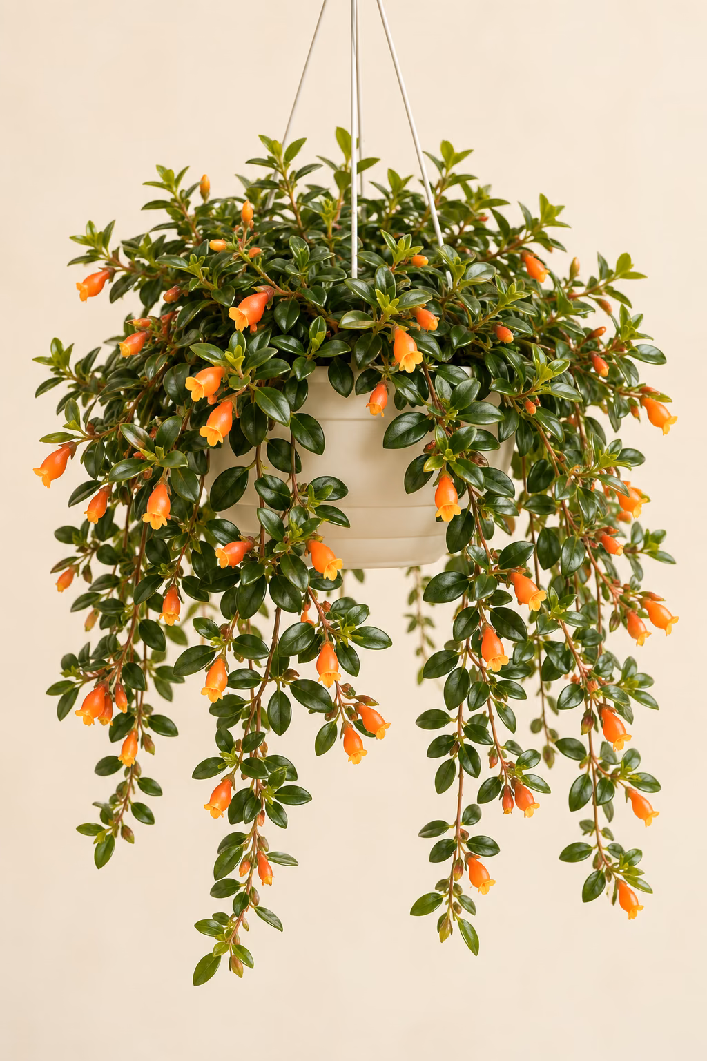 Goldfish Plant plant