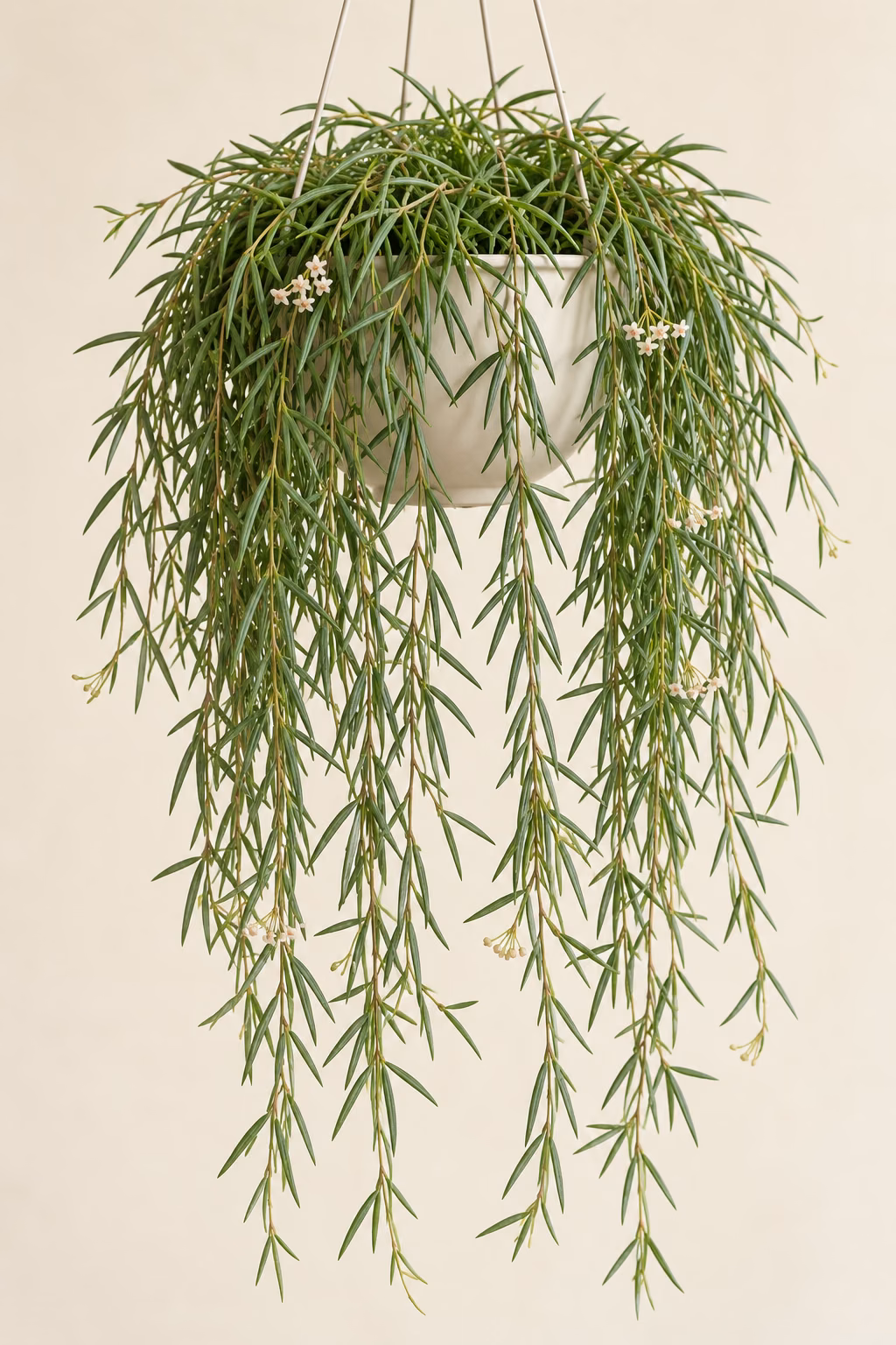 Hoya Linearis plant
