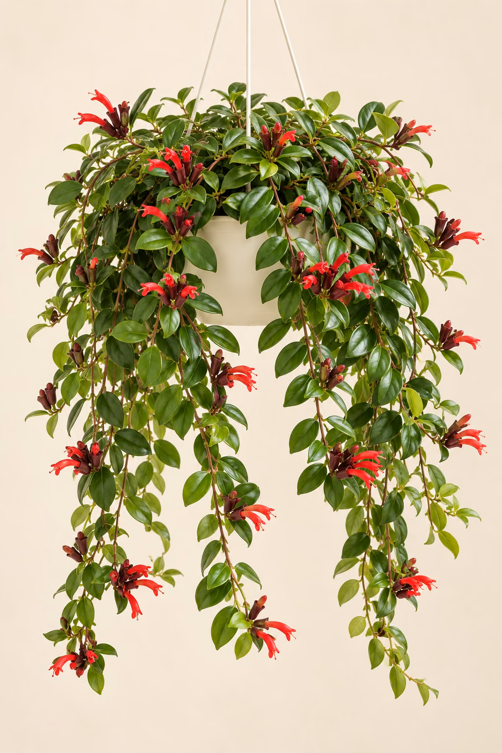 Lipstick Plant plant