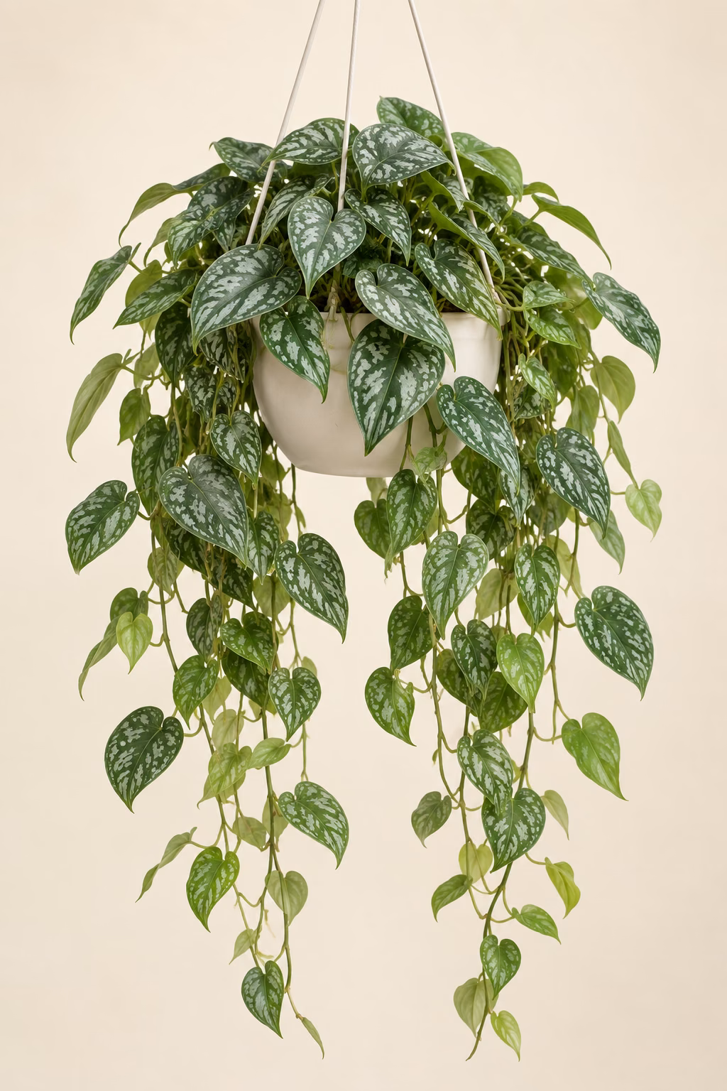 Satin Pothos plant