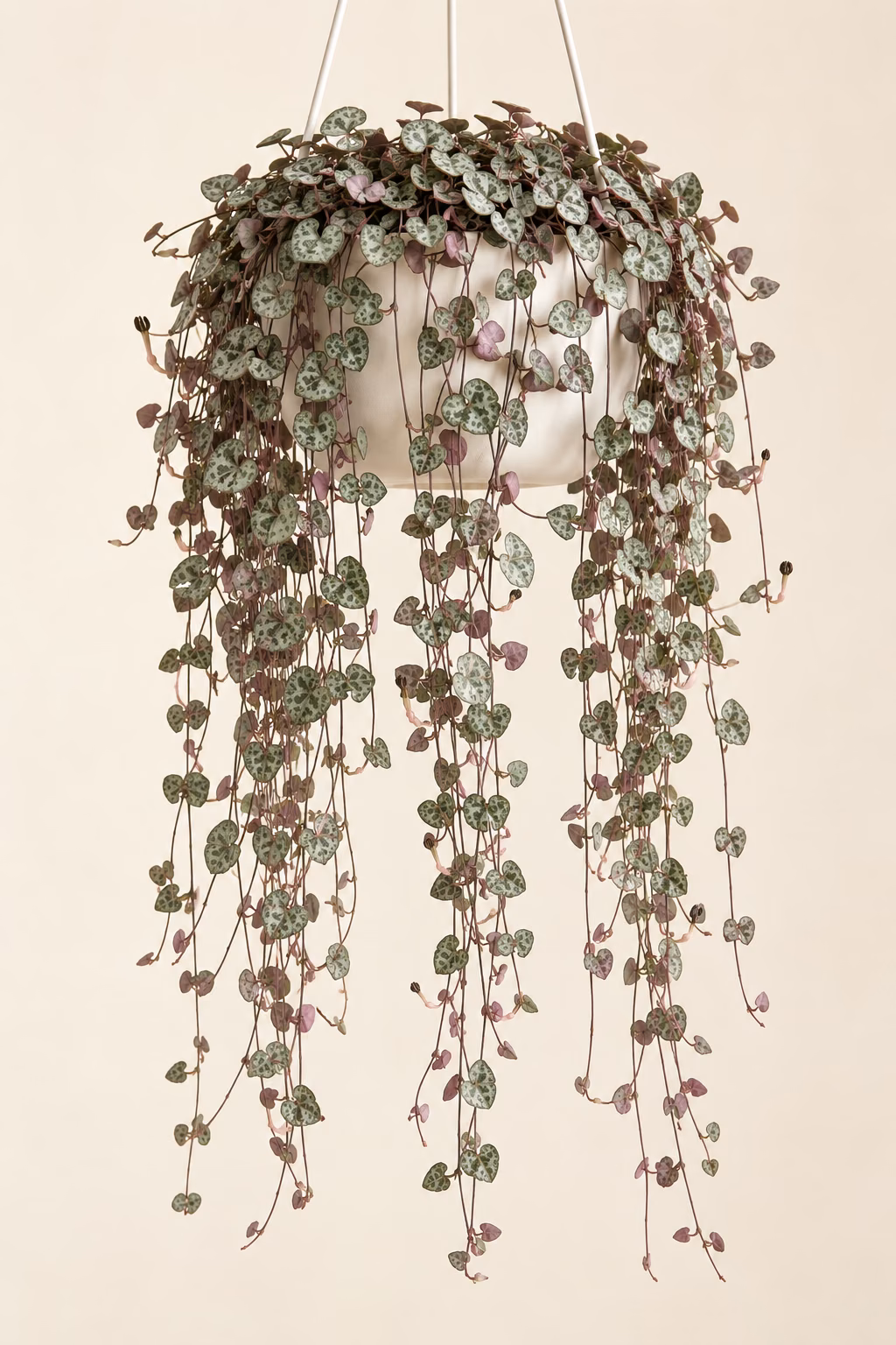 String of Hearts plant
