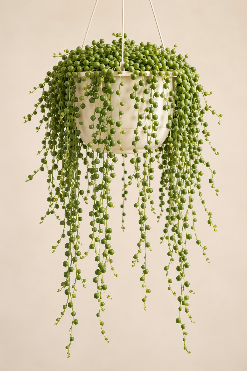 String of Pearls plant