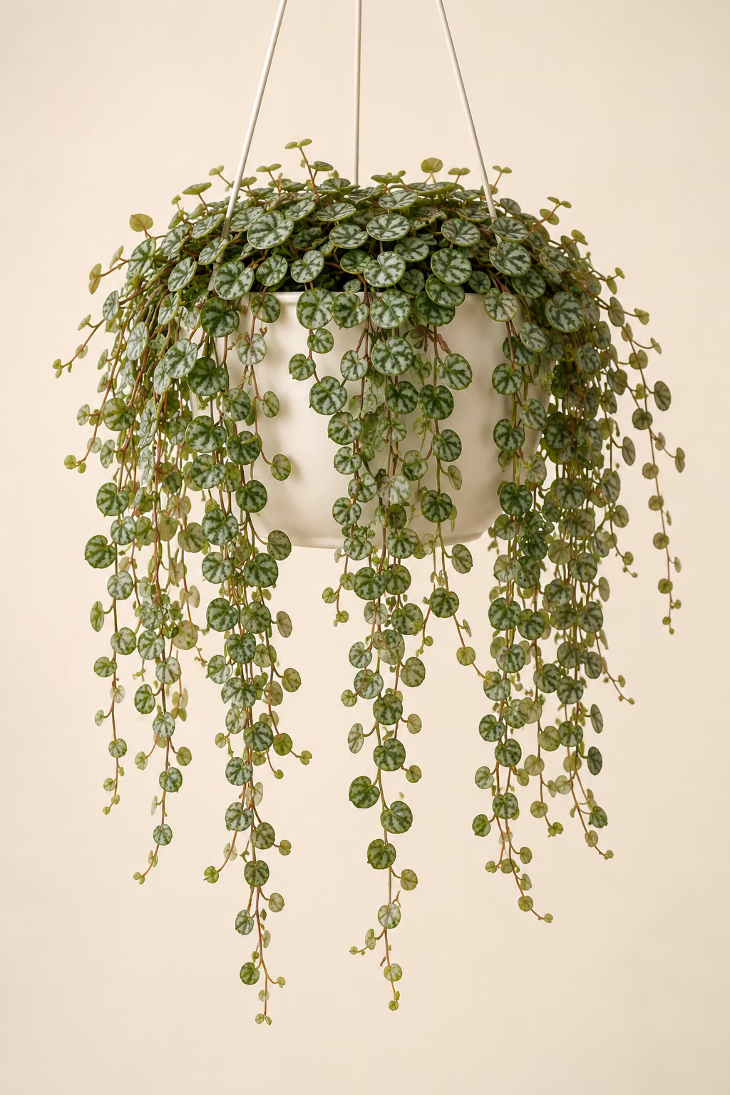 String of Turtles plant