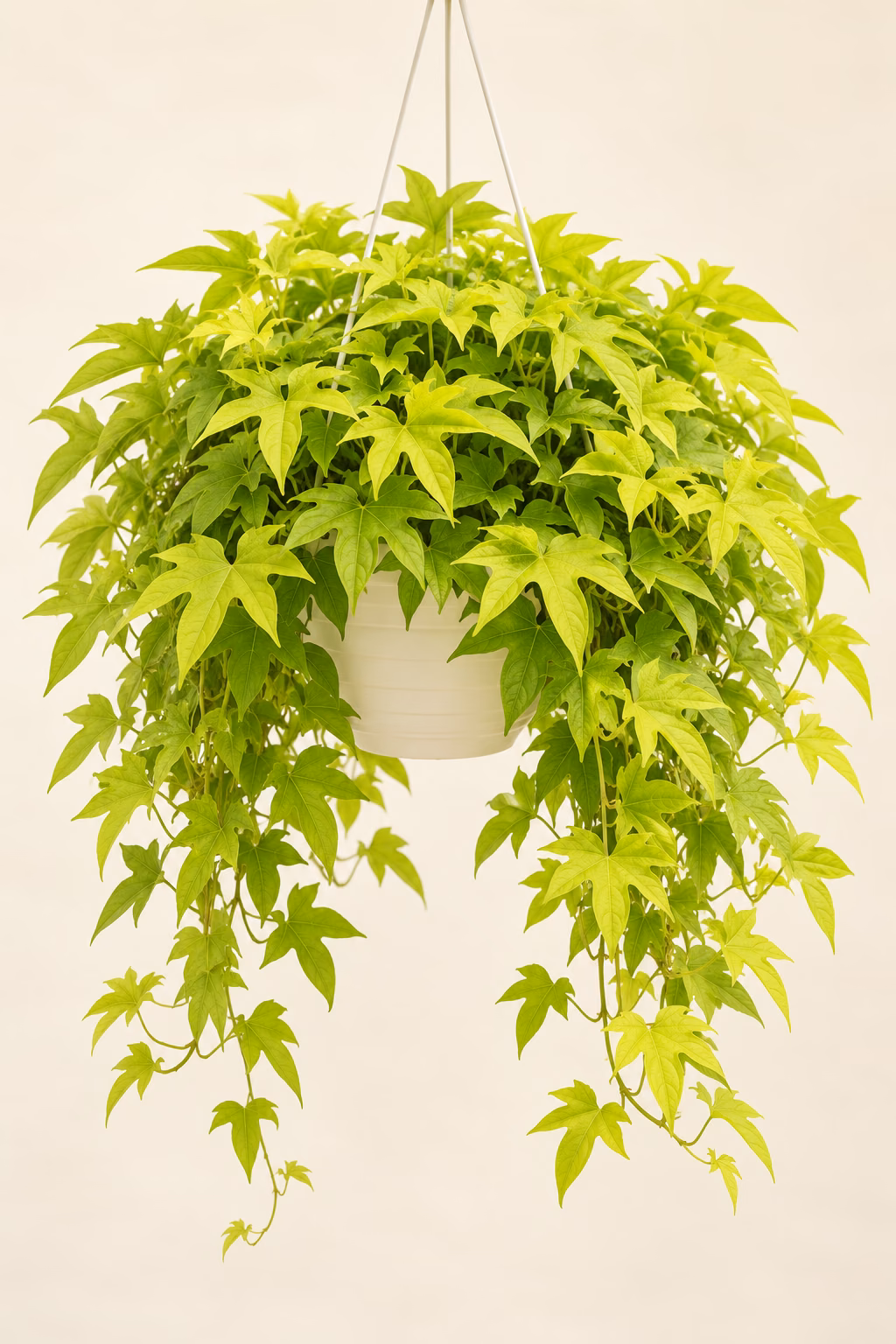 Ornamental Sweet Potato Vine plant
