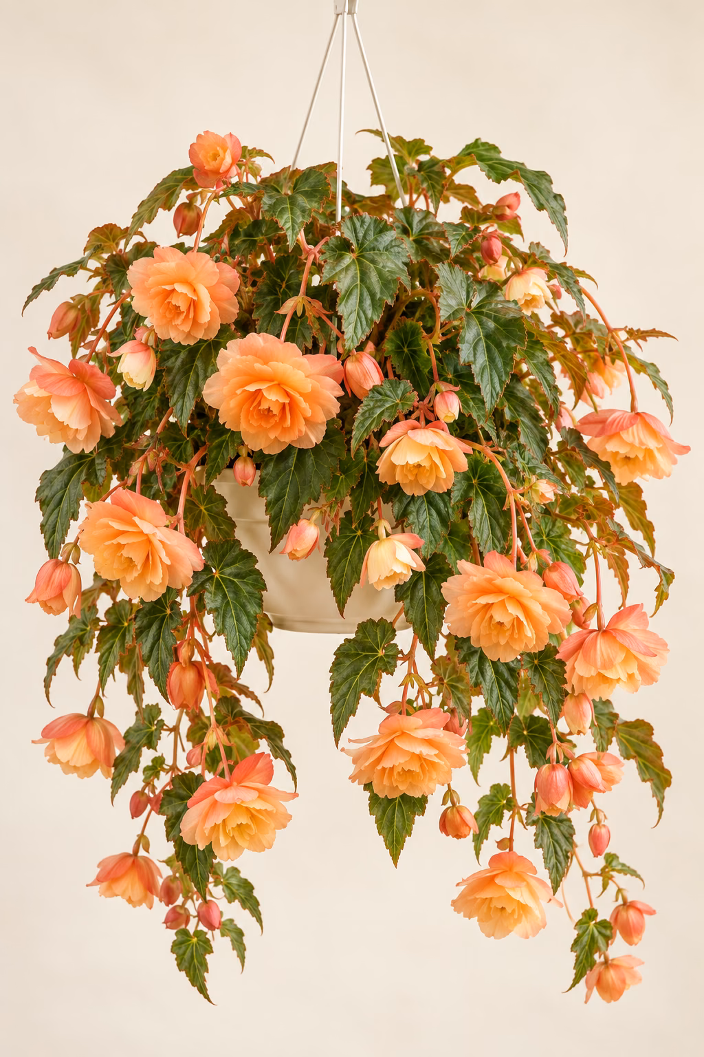 Trailing Tuberous Begonia plant